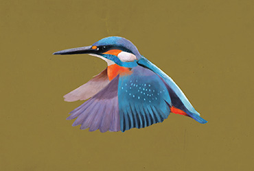 如何用画笔展现自然界中丰富的鸟类？（二）
