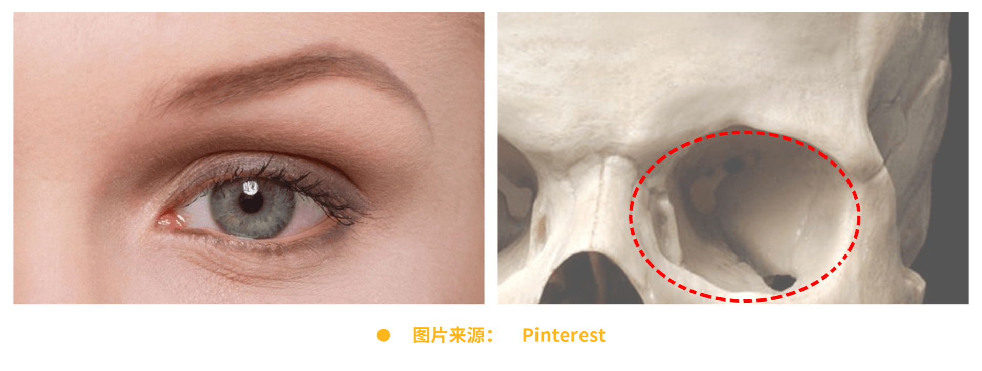 大家可以摸摸自己的生長眉毛位置,這一部分是突出的骨骼結構,叫做眉弓