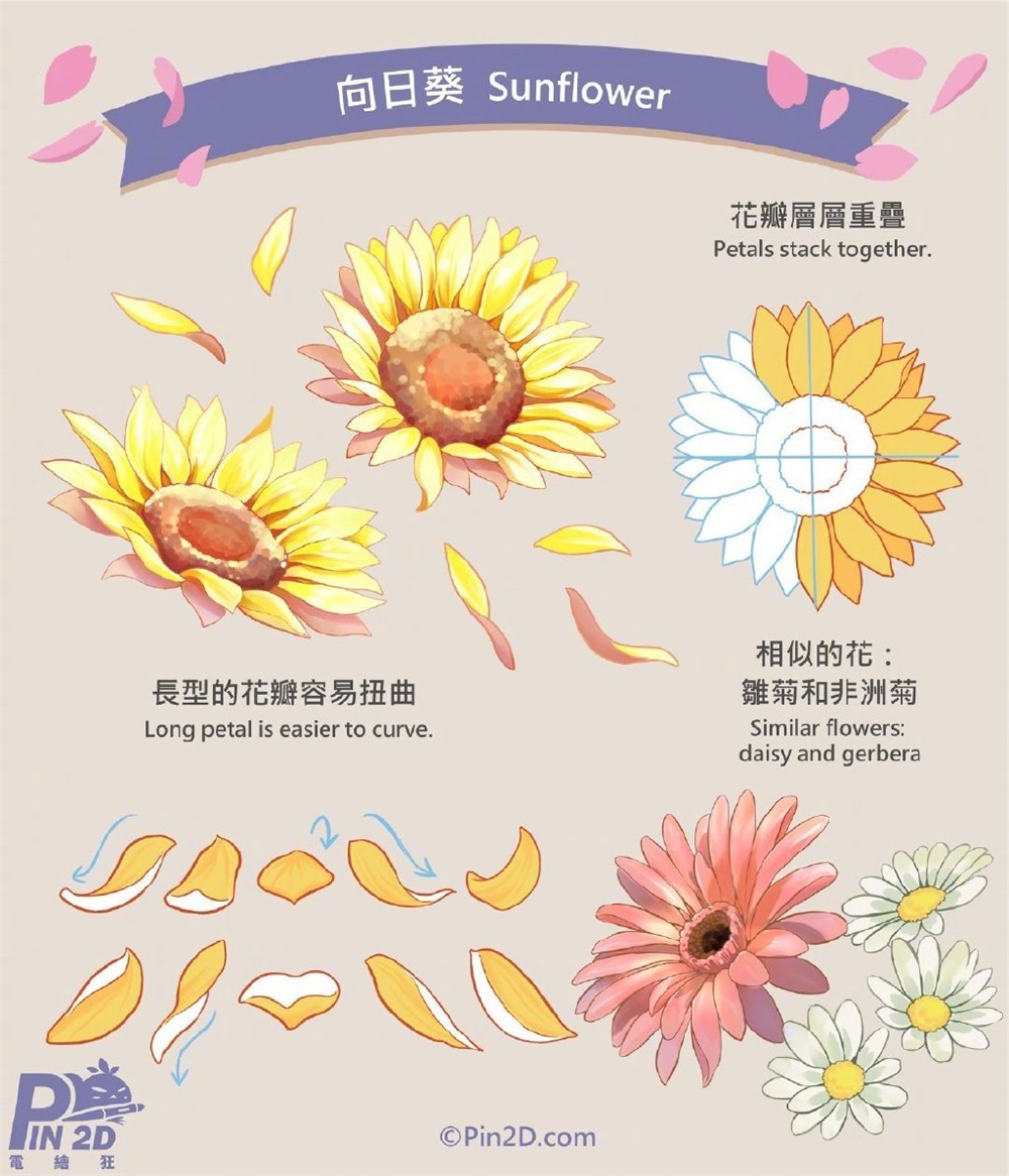 如何画出好看的花瓣？