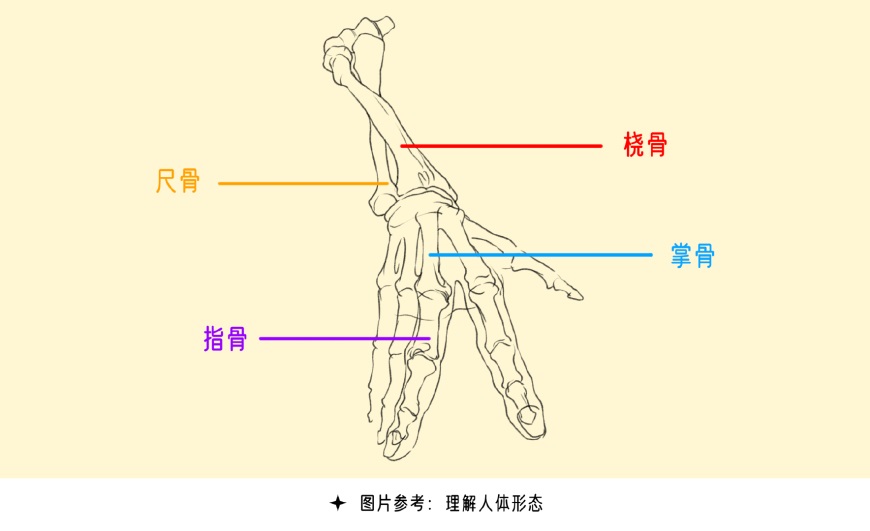 手绘教程！超全的手部绘制指南，新手也能快速攻克画手难题！