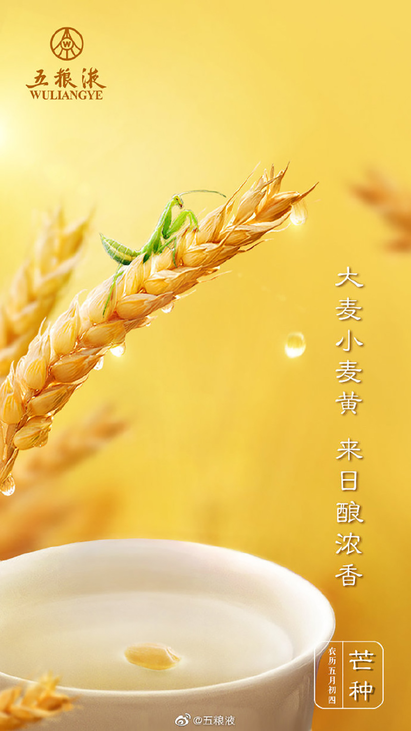 金灿灿！12张芒种节气插画海报
