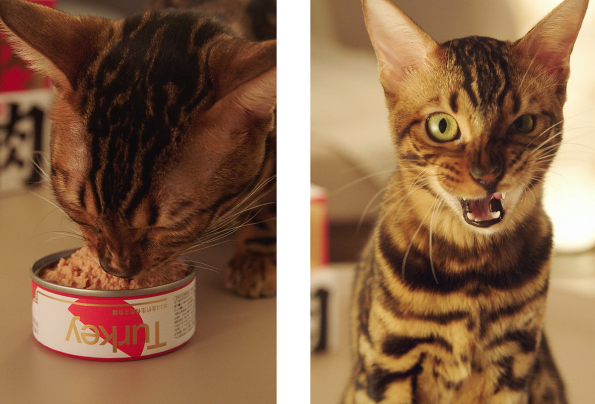 醒目文字！宠物猫罐头包装设计